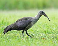 Ibis hagedash