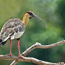 Ibis mandore