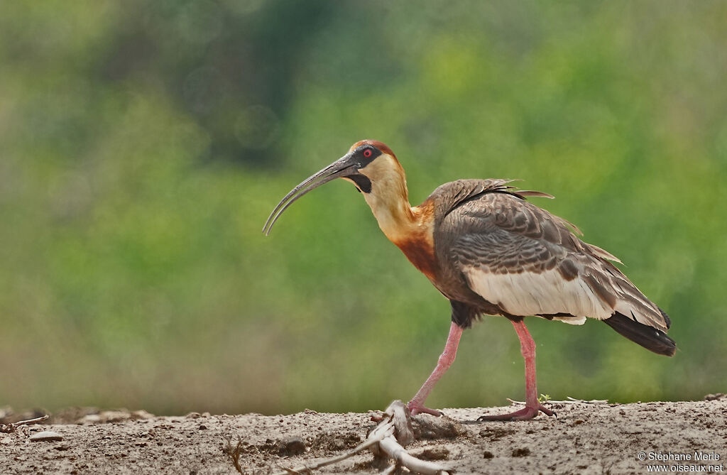 Ibis mandoreadulte