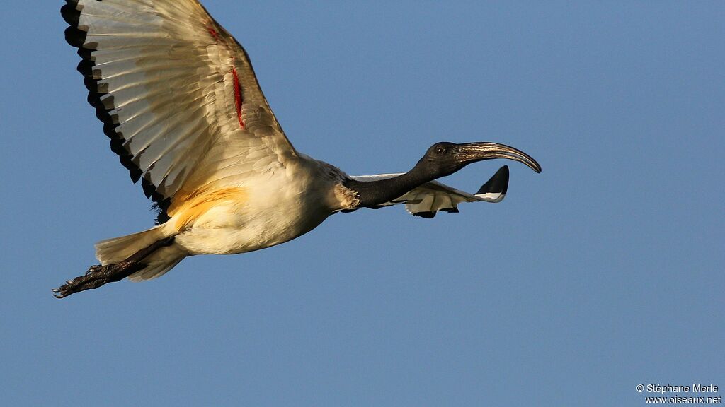 Ibis sacréadulte