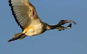 African Sacred Ibis