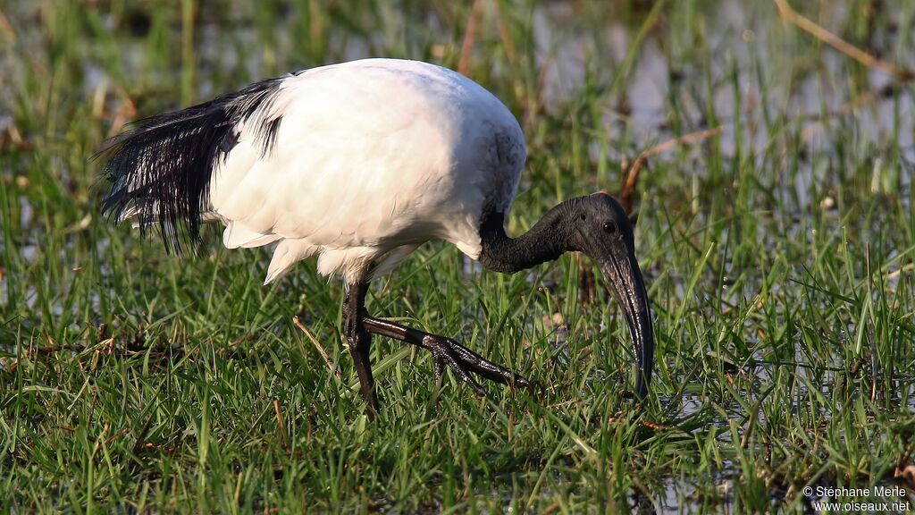 African Sacred Ibis