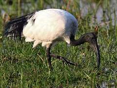 African Sacred Ibis