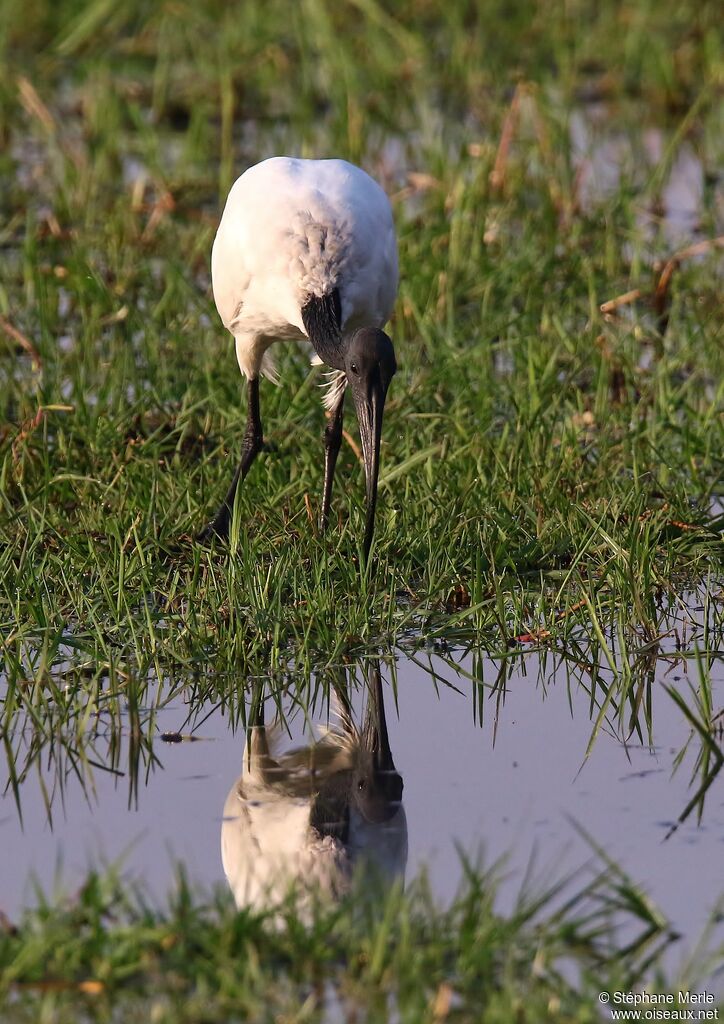 Ibis sacréadulte