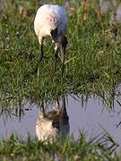 African Sacred Ibis