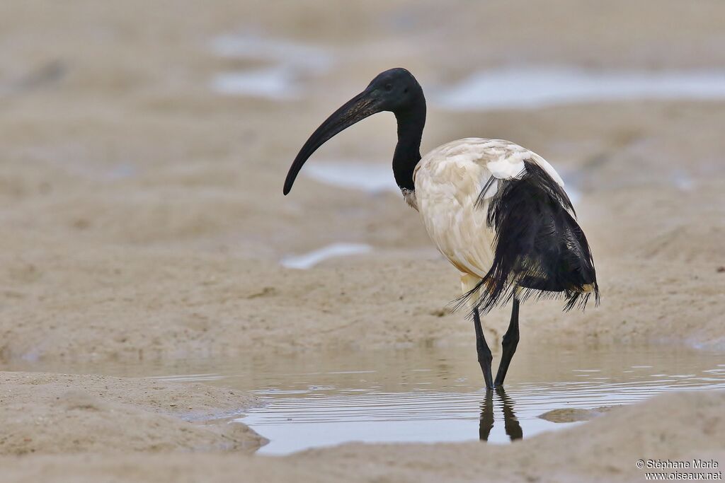 Ibis sacréadulte