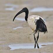 African Sacred Ibis