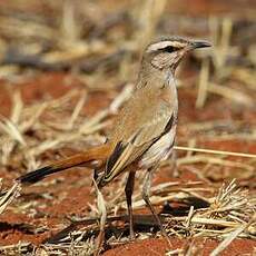 Agrobate du Kalahari