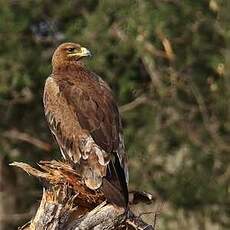 Aigle des steppes