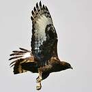 Aigle huppard