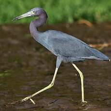 Aigrette bleue