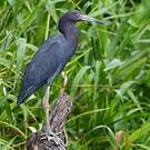 Aigrette bleue