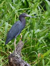 Aigrette bleue