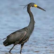 Aigrette dimorphe