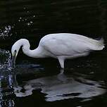 Aigrette garzette