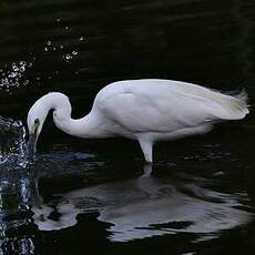 Aigrette garzette