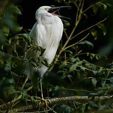Aigrette garzette