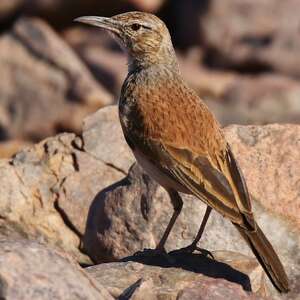 Alouette du Namaland