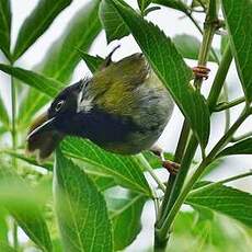 Apalis à face noire