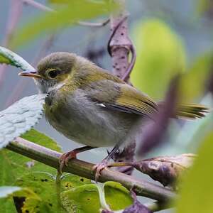 Apalis à face noire