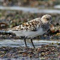 Bécasseau sanderling