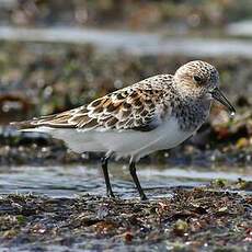 Bécasseau sanderling