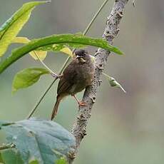 Bulbul à moustaches jaunes