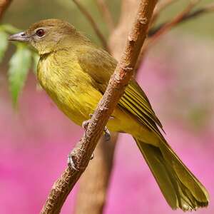 Bulbul à poitrine jaune