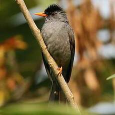 Bulbul de Madagascar