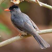 Bulbul de Madagascar