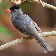 Bulbul de Madagascar