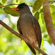 Bulbul de Madagascar