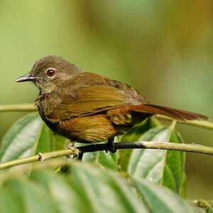 Bulbul gracile