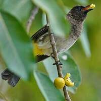 Bulbul tricolore