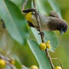 Bulbul tricolore