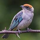 Calliste vitriolin
