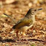 Camaroptère à dos gris