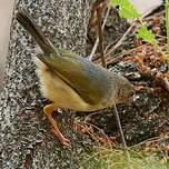 Camaroptère à dos gris