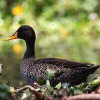 Canard à bec jaune