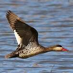 Canard à bec rouge