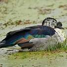 Canard à bosse