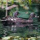 Canard noirâtre