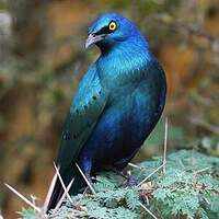 Choucador à oreillons bleus