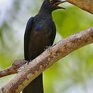 Choucador à ventre noir