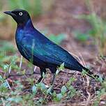 Choucador de Rüppell