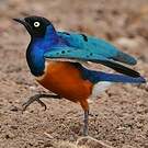 Choucador superbe