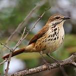 Cichladuse tachetée