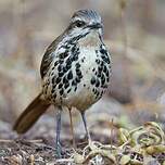 Cichladuse tachetée