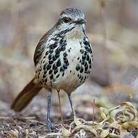 Cichladuse tachetée