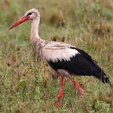 Cigogne blanche